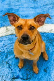 ამენდოიმი