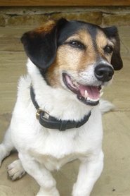 შტრაპერი