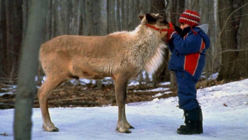 ვიკინგები